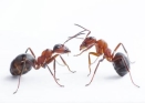 Результат пошуку зображень за запитом мураха малюнок"